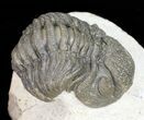 Bumpy Morocops Trilobite - Foum Zguid, Morocco #57542-1
